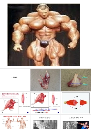 八年级生物上册 骨骼肌课件 北师大版-北师大版初中八年级上册生物课件
