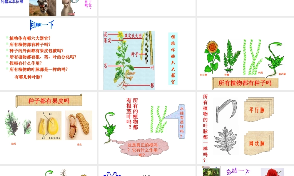 八年级生物上册 第六单元 第一章 根据生物的特征进行分类课件 新人教版