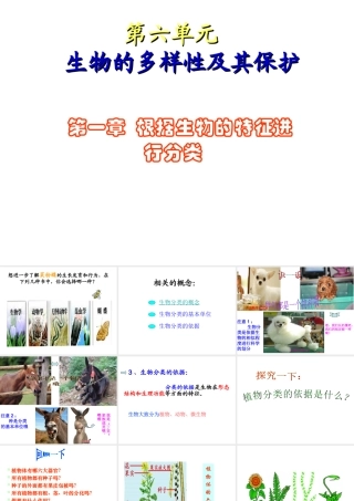 八年级生物上册 第六单元 第一章 根据生物的特征进行分类课件 新人教版