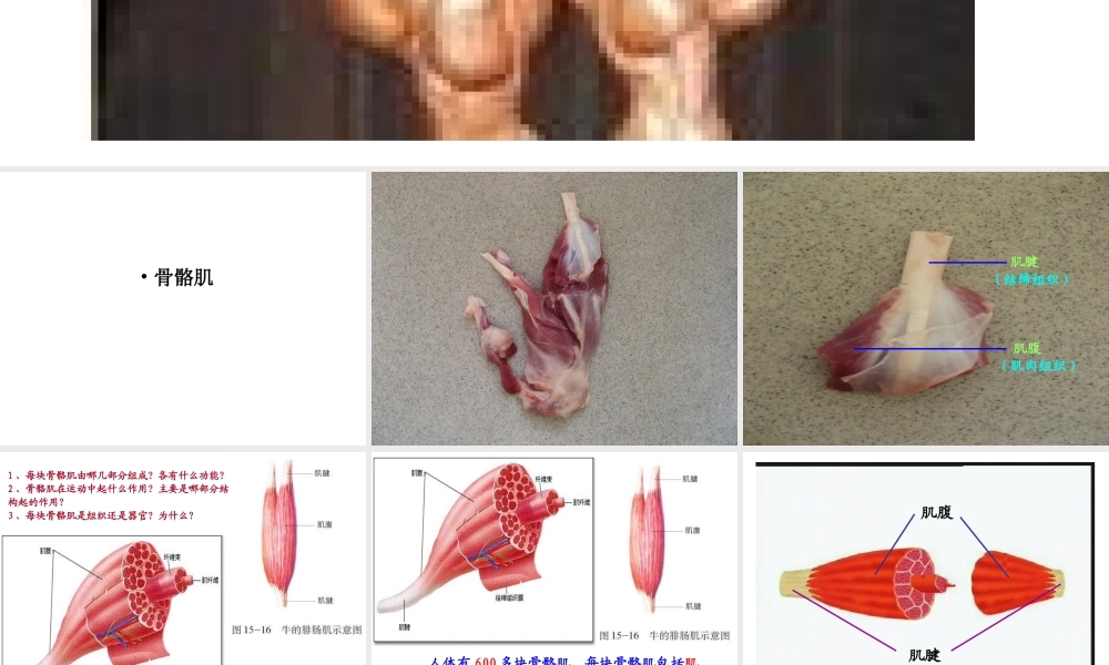 八年级生物上册 骨骼肌课件 北师大版-北师大级上册生物课件