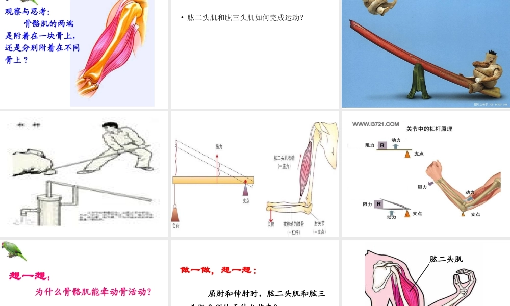 八年级生物上册 骨骼肌课件 北师大版-北师大级上册生物课件