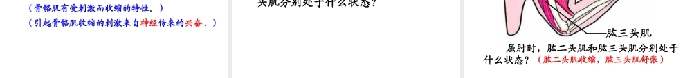 八年级生物上册 骨骼肌课件 北师大版-北师大级上册生物课件