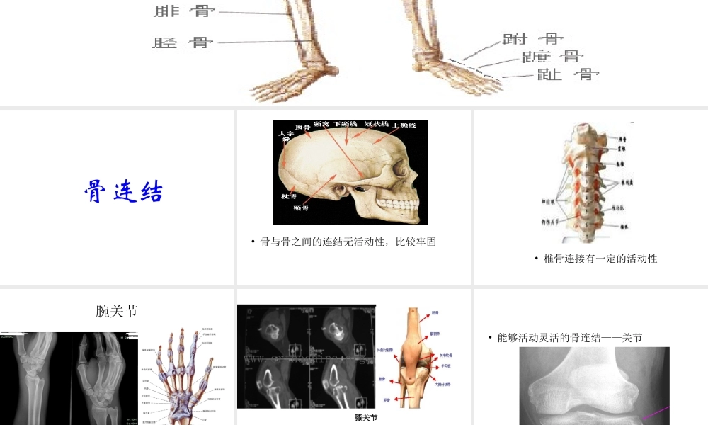 八年级生物上册 骨连结课件 北师大版-北师大版初中八年级上册生物课件