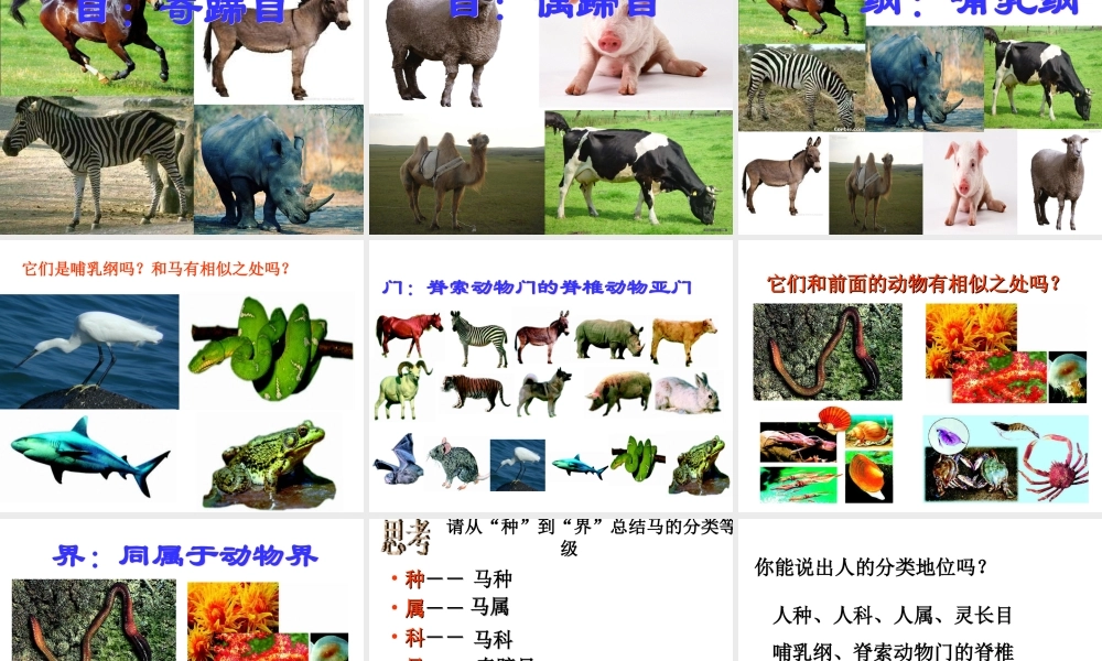 八年级生物上册 第六单元 第一章 第二节《从种到界》课件 新人教版