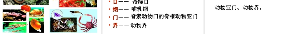 八年级生物上册 第六单元 第一章 第二节《从种到界》课件 新人教版