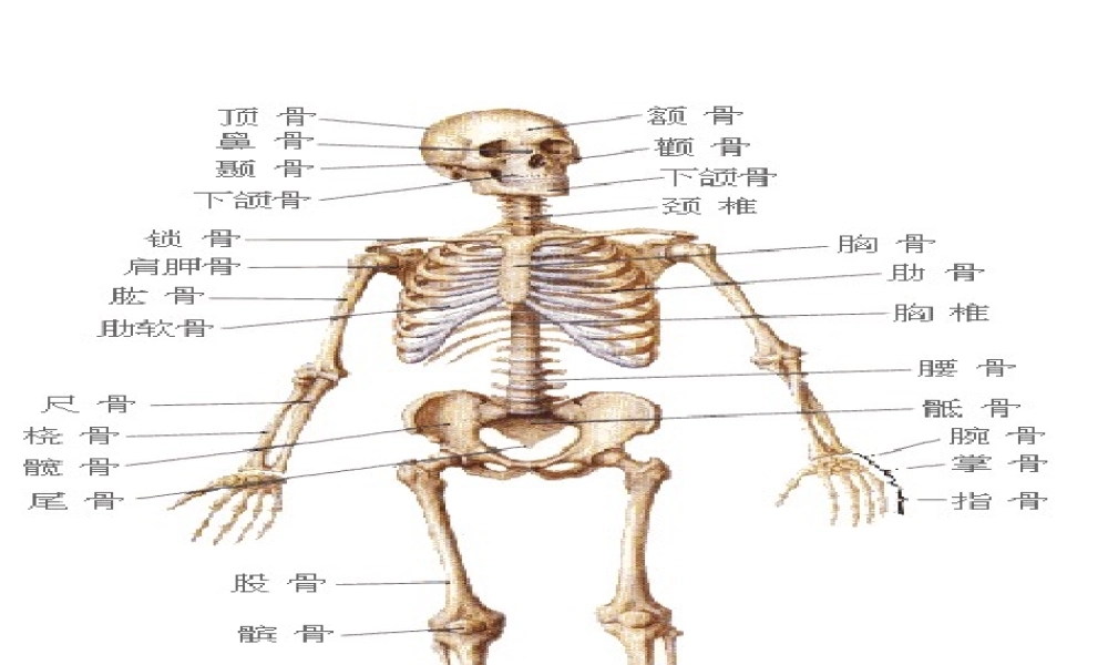 八年级生物上册 骨连结课件 北师大版-北师大级上册生物课件