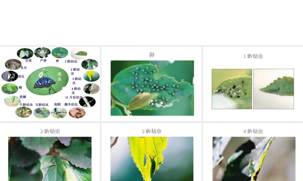 八年级生物上册 蝴蝶的变态发育过程课件 人教新课标版