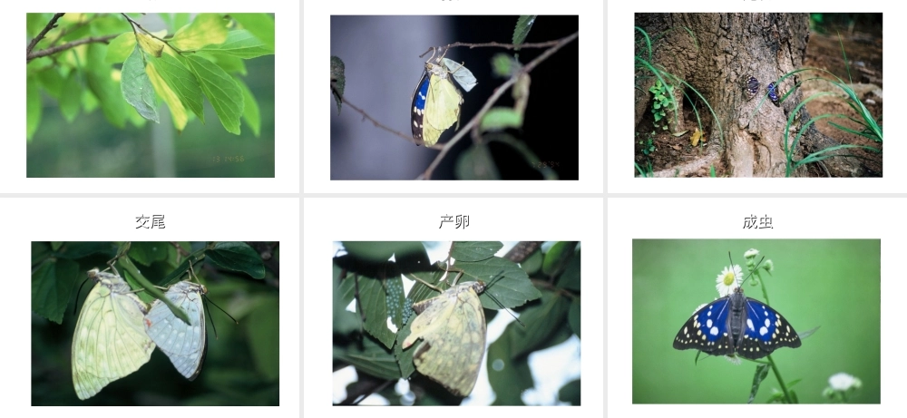 八年级生物上册 蝴蝶的变态发育过程课件 人教新课标版