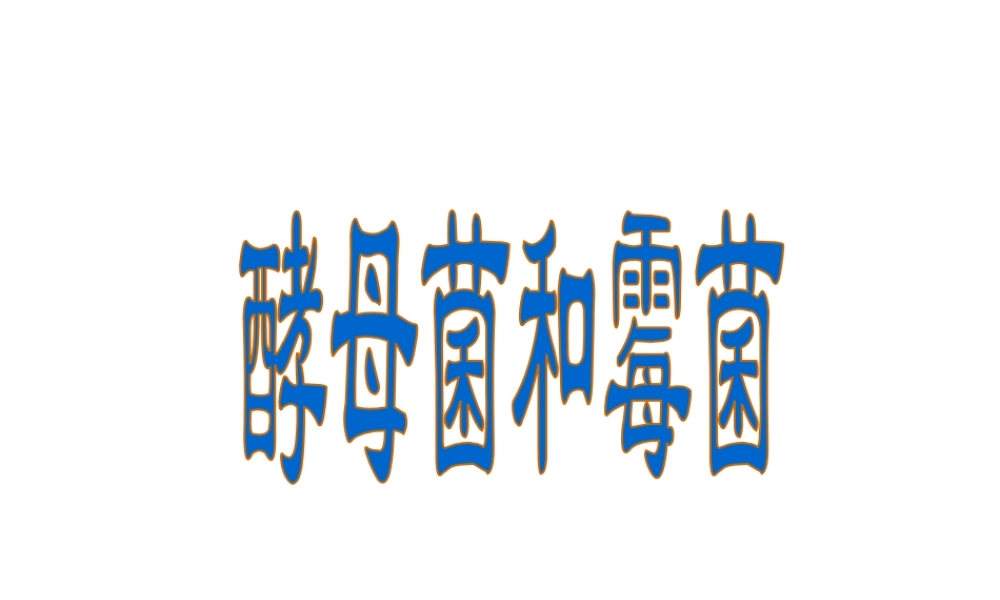 八年级生物上册 酵母菌和霉菌课件 北师大版