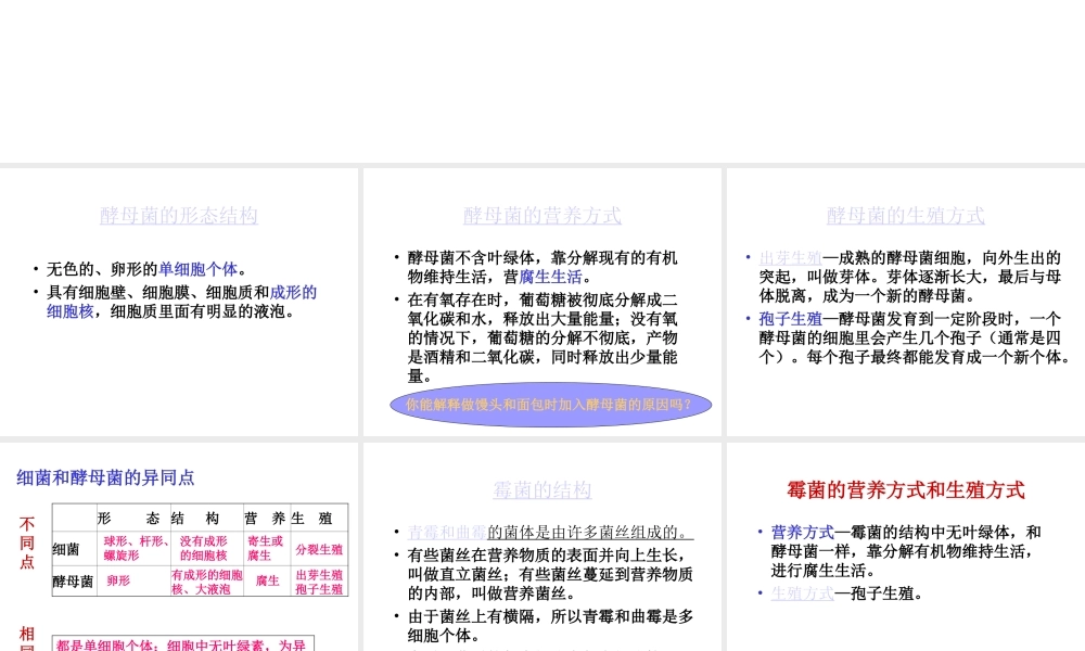 八年级生物上册 酵母菌和霉菌课件 北师大版