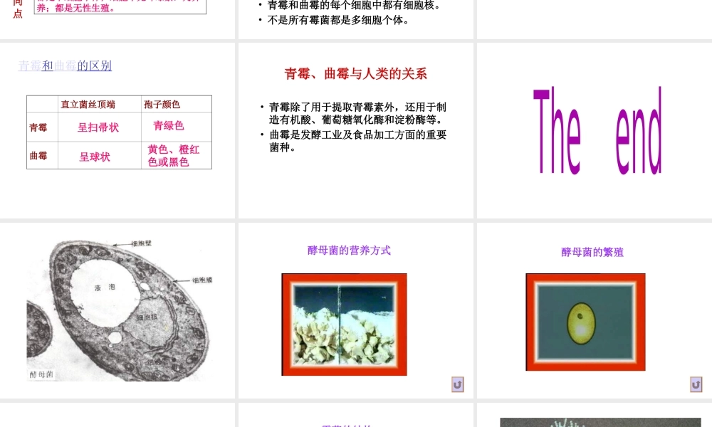 八年级生物上册 酵母菌和霉菌课件 北师大版