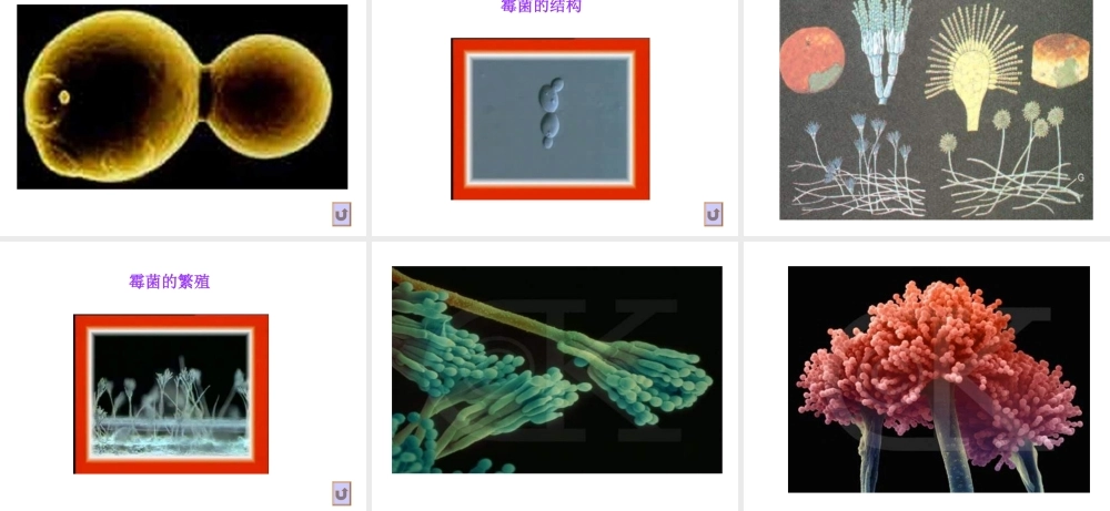 八年级生物上册 酵母菌和霉菌课件 北师大版