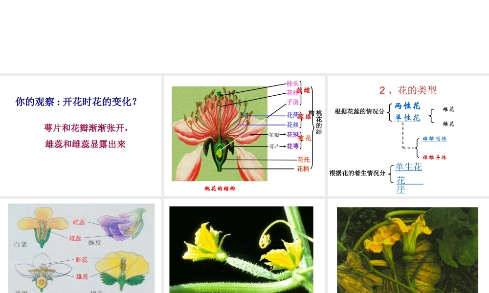 八年级生物上册 绿色开花植物的传粉及受精课件 济南版