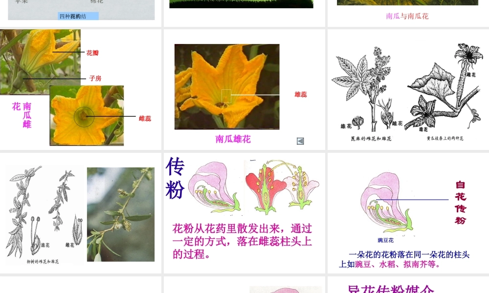 八年级生物上册 绿色开花植物的传粉及受精课件 济南版