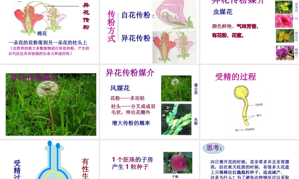 八年级生物上册 绿色开花植物的传粉及受精课件 济南版