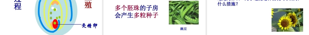 八年级生物上册 绿色开花植物的传粉及受精课件 济南版