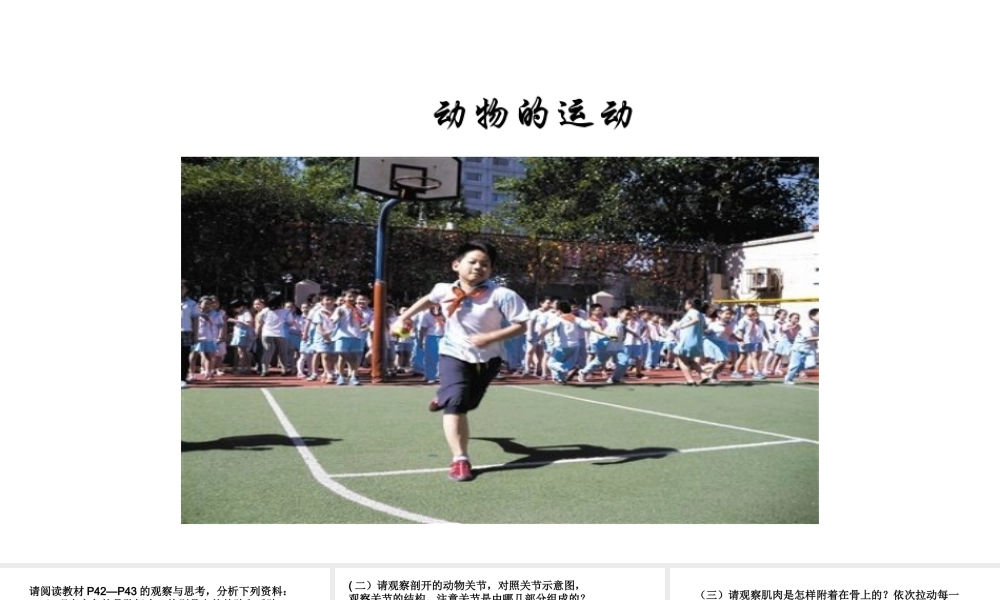 八年级生物上册 第五单元 第二章 第一节《动物的运动》课件 （新版）新人教版