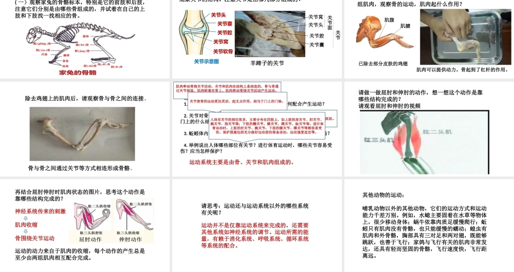 八年级生物上册 第五单元 第二章 第一节《动物的运动》课件 （新版）新人教版
