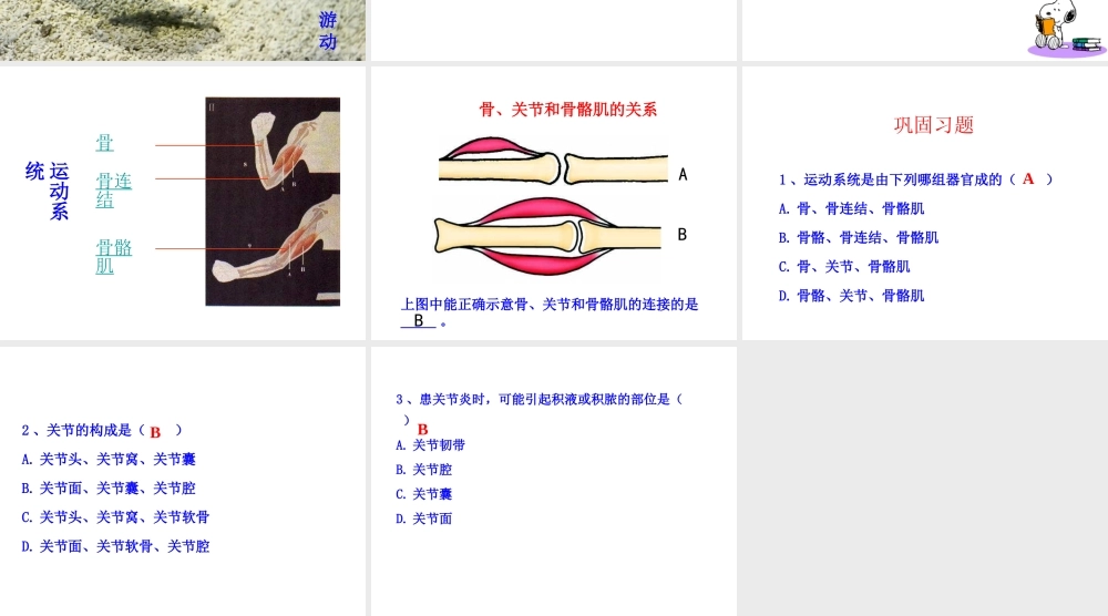 八年级生物上册 第四单元 第一章 第1节《运动的基础》课件1 （新版）冀教版-（新版）冀教版初中八年级上册生物课件