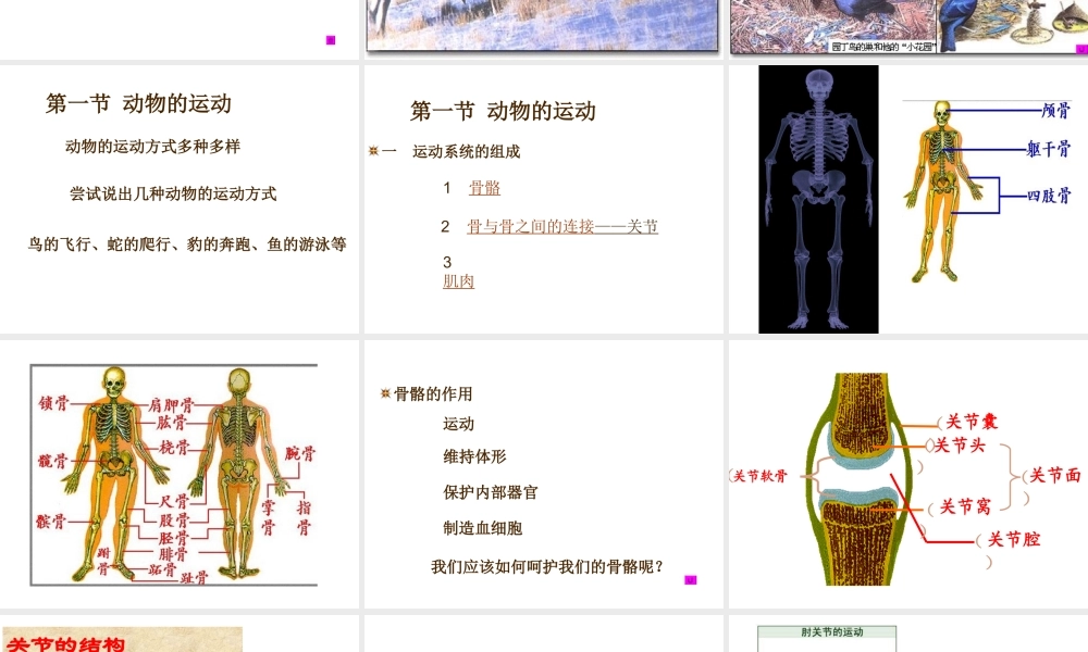 八年级生物上册 第五单元 第二章 第一节《动物的运动》课件1 （新版）新人教版