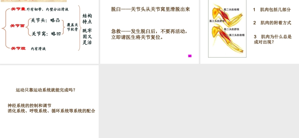 八年级生物上册 第五单元 第二章 第一节《动物的运动》课件1 （新版）新人教版