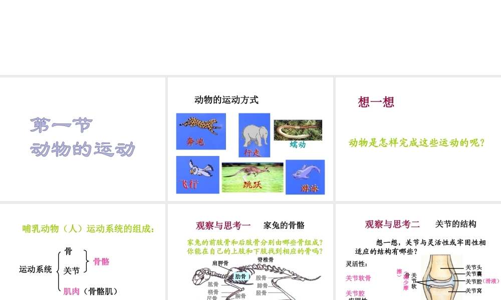 八年级生物上册 第五单元 第二章 第一节《动物的运动》课件2 （新版）新人教版