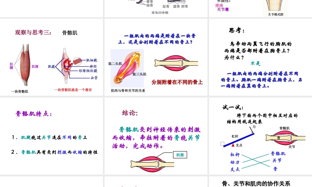 八年级生物上册 第五单元 第二章 第一节《动物的运动》课件2 （新版）新人教版