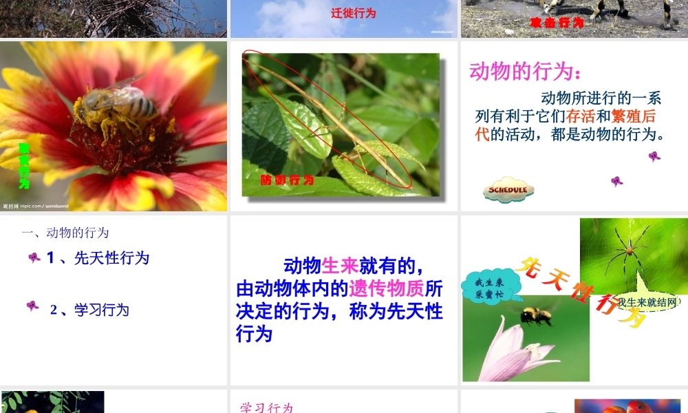 八年级生物上册 第五单元 第二章 动物的运动和行为 第二节 动物的先天性行为和学习行为课件 （新版）新人教版