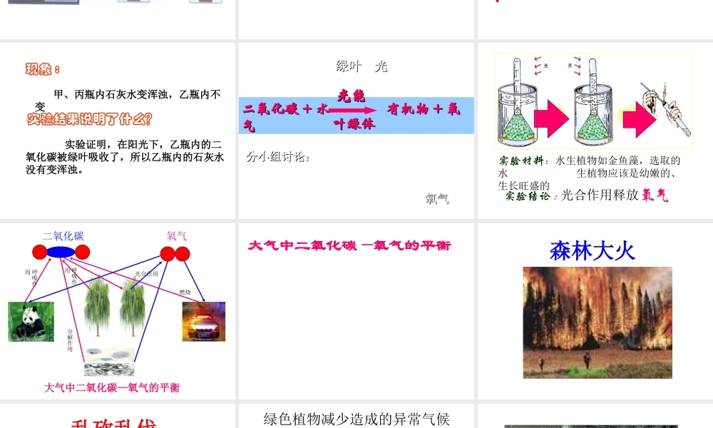 八年级生物上册 绿色植物与生物圈中的碳-氧平衡课件 苏科版