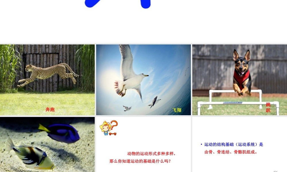八年级生物上册 第四单元 第一章 第1节《运动的基础》课件1 （新版）冀教版-（新版）冀教级上册生物课件