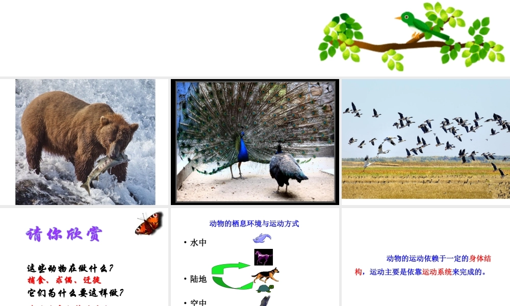 八年级生物上册 第四单元 第一章 第1节《运动的基础》课件2 （新版）冀教版-（新版）冀教版初中八年级上册生物课件