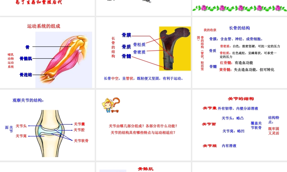 八年级生物上册 第四单元 第一章 第1节《运动的基础》课件2 （新版）冀教版-（新版）冀教版初中八年级上册生物课件