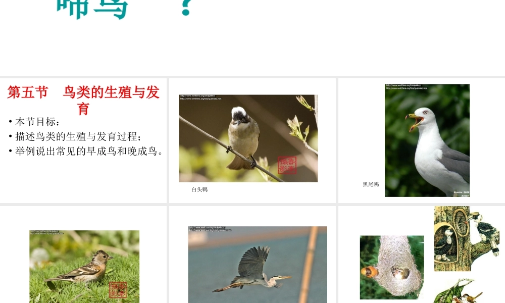 八年级生物上册 鸟类的生殖与发育课件 苏教版