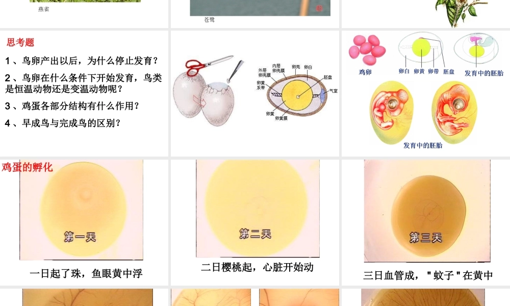 八年级生物上册 鸟类的生殖与发育课件 苏教版