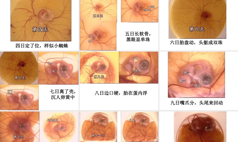 八年级生物上册 鸟类的生殖与发育课件 苏教版