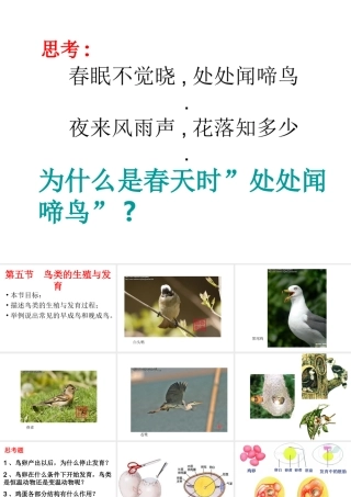 八年级生物上册 鸟类的生殖与发育课件 苏教版