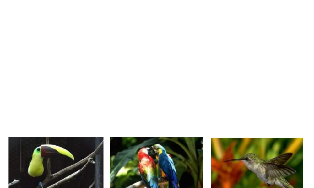 八年级生物上册 鸟类适合飞行的特点课件 人教新课标版