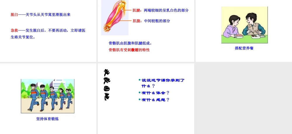 八年级生物上册 第四单元 第一章 第1节《运动的基础》课件2 （新版）冀教版-（新版）冀教级上册生物课件