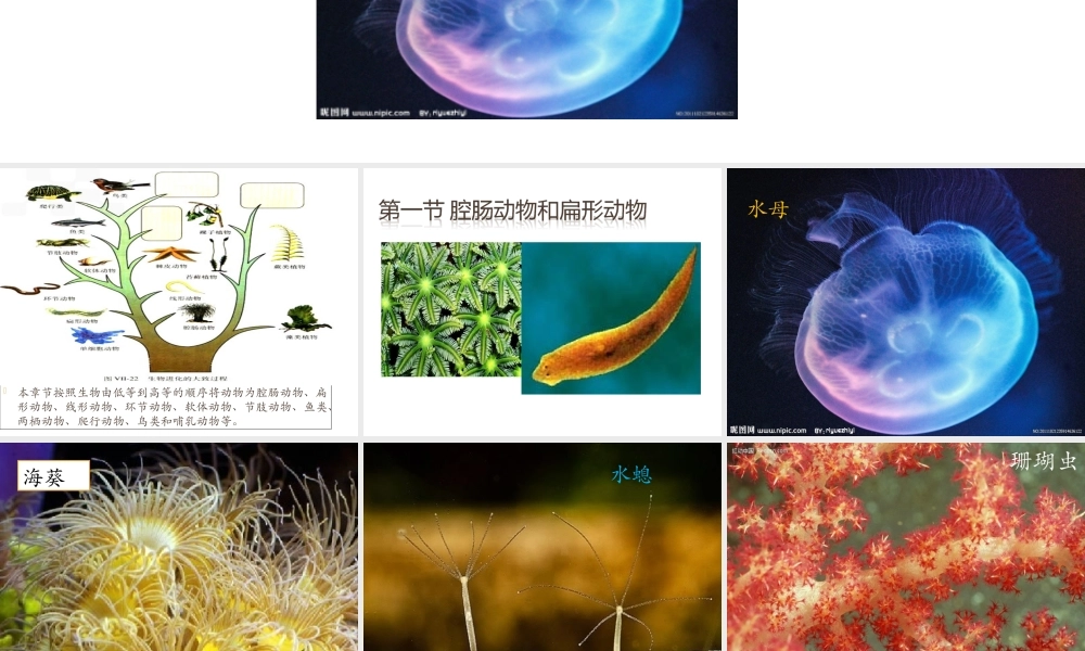 八年级生物上册 腔肠动物和扁形动物课件 （新版）新人教版