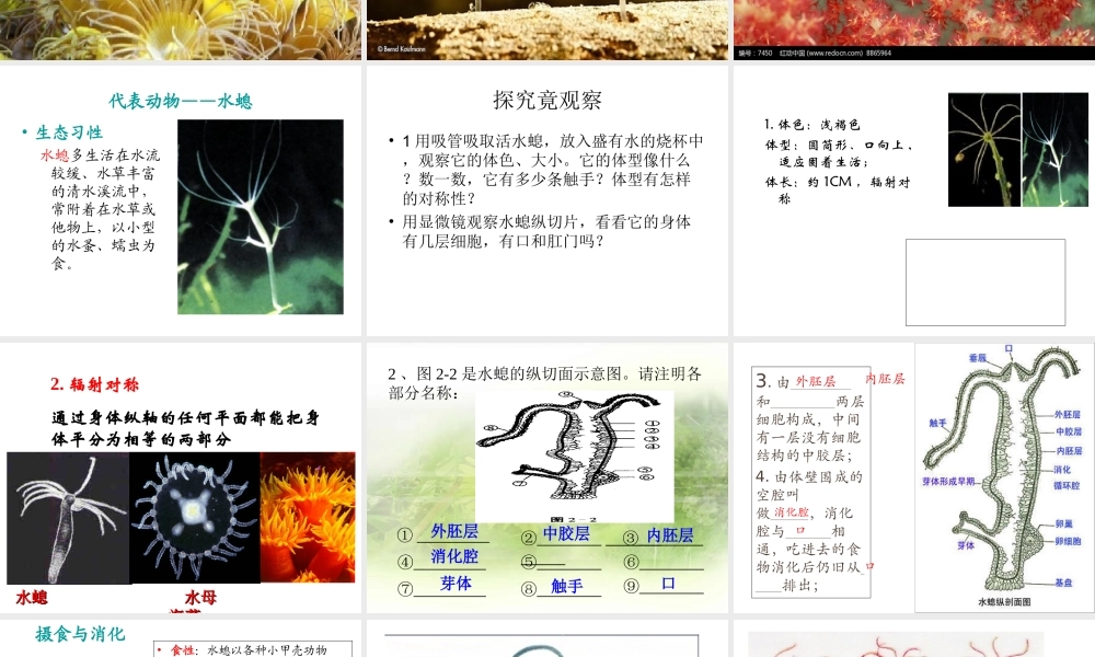 八年级生物上册 腔肠动物和扁形动物课件 （新版）新人教版