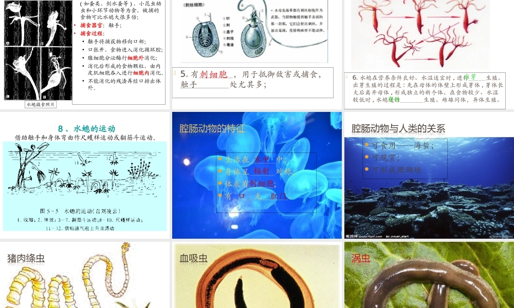 八年级生物上册 腔肠动物和扁形动物课件 （新版）新人教版