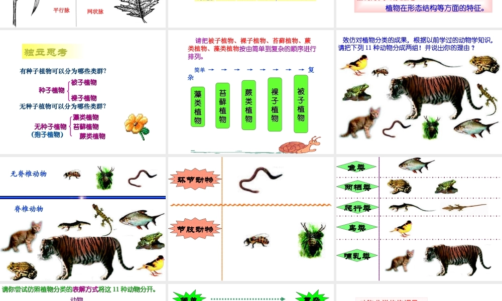 八年级生物上册 第六单元 第一章 第一节 尝试对生物进行分类课件3 （新版）新人教版-（新版）新人教版初中八年级上册生物课件