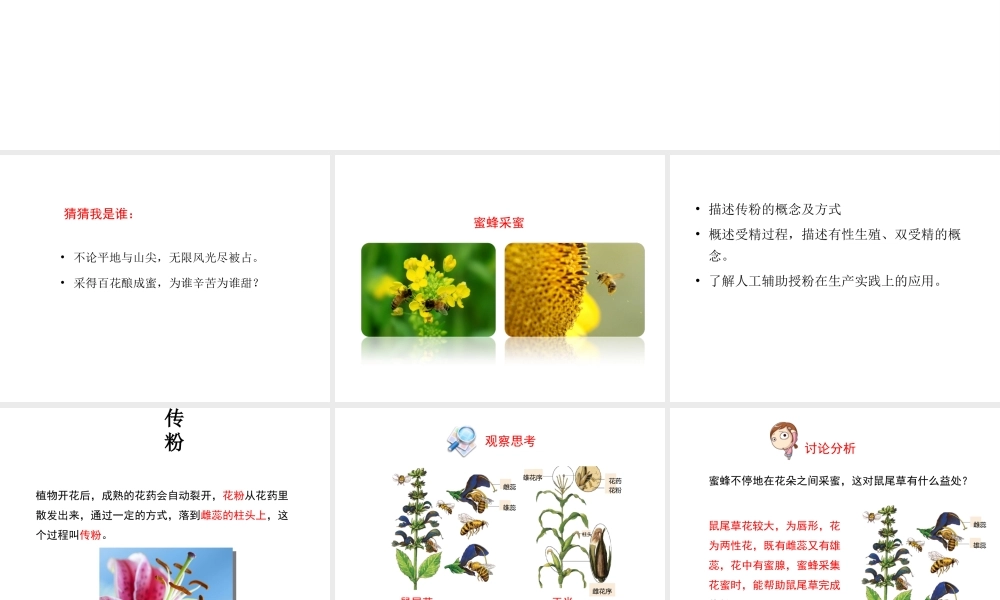 八年级生物上册 第四单元 第一章 第2节《传粉与受精》课件 （新版）济南版-（新版）济南版初中八年级上册生物课件