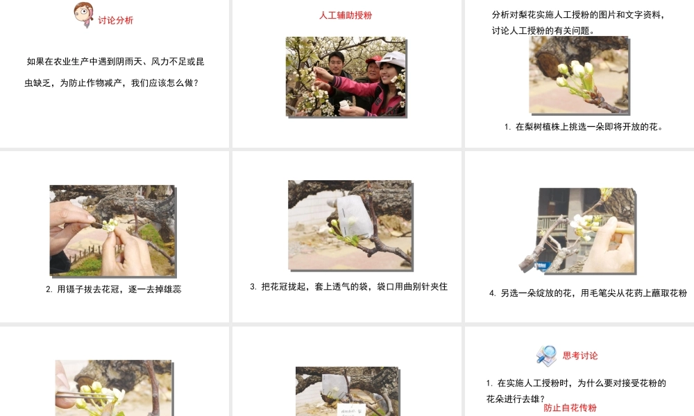 八年级生物上册 第四单元 第一章 第2节《传粉与受精》课件 （新版）济南版-（新版）济南版初中八年级上册生物课件