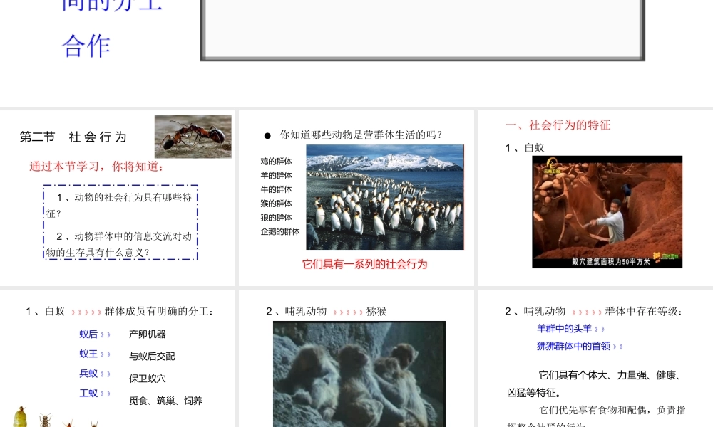 八年级生物上册 第五单元 第二章 动物的运动和行为 第三节 社会行为课件 （新版）新人教版