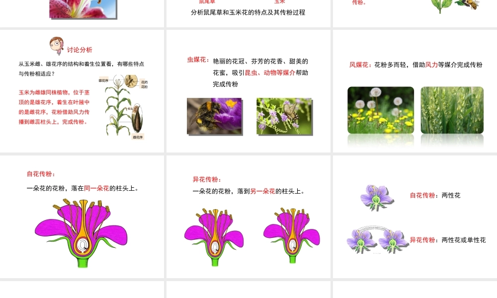 八年级生物上册 第四单元 第一章 第2节《传粉与受精》课件 （新版）济南版-（新版）济南级上册生物课件