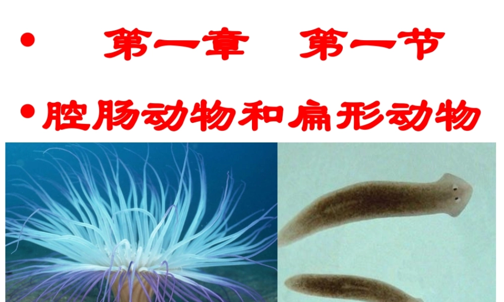 八年级生物上册 腔肠动物与扁形动物课件 （新版）新人教版