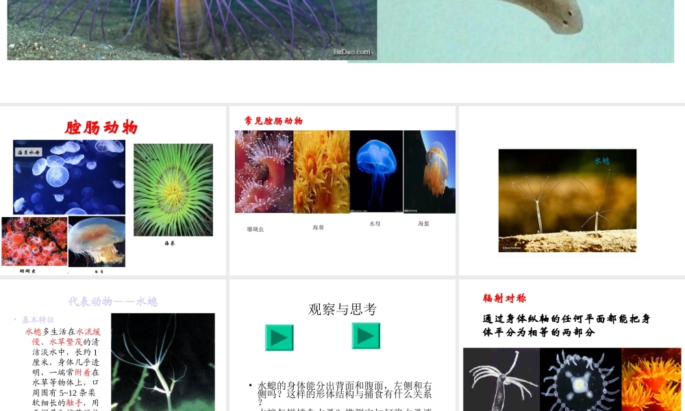 八年级生物上册 腔肠动物与扁形动物课件 （新版）新人教版