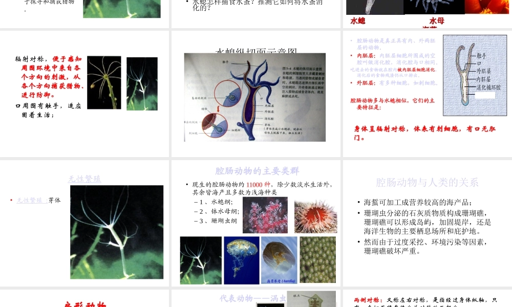 八年级生物上册 腔肠动物与扁形动物课件 （新版）新人教版