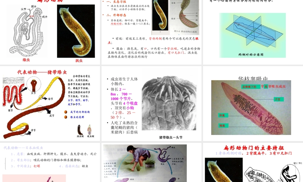 八年级生物上册 腔肠动物与扁形动物课件 （新版）新人教版